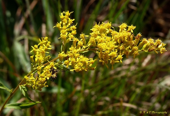 {Solidago odora}
